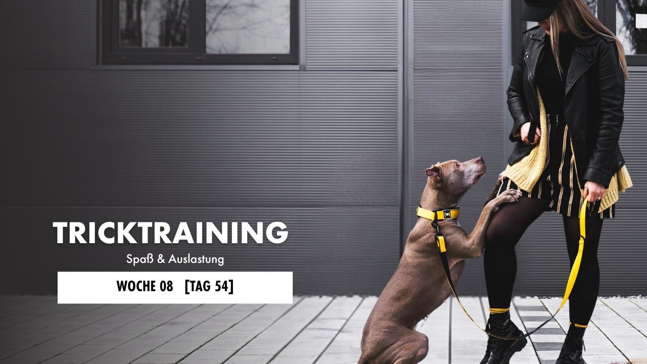 American Pitbull Terrier macht Männchen