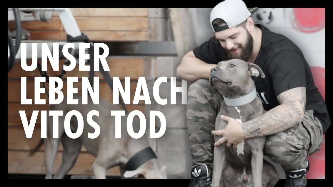 Seelenhund Amstaff Vito