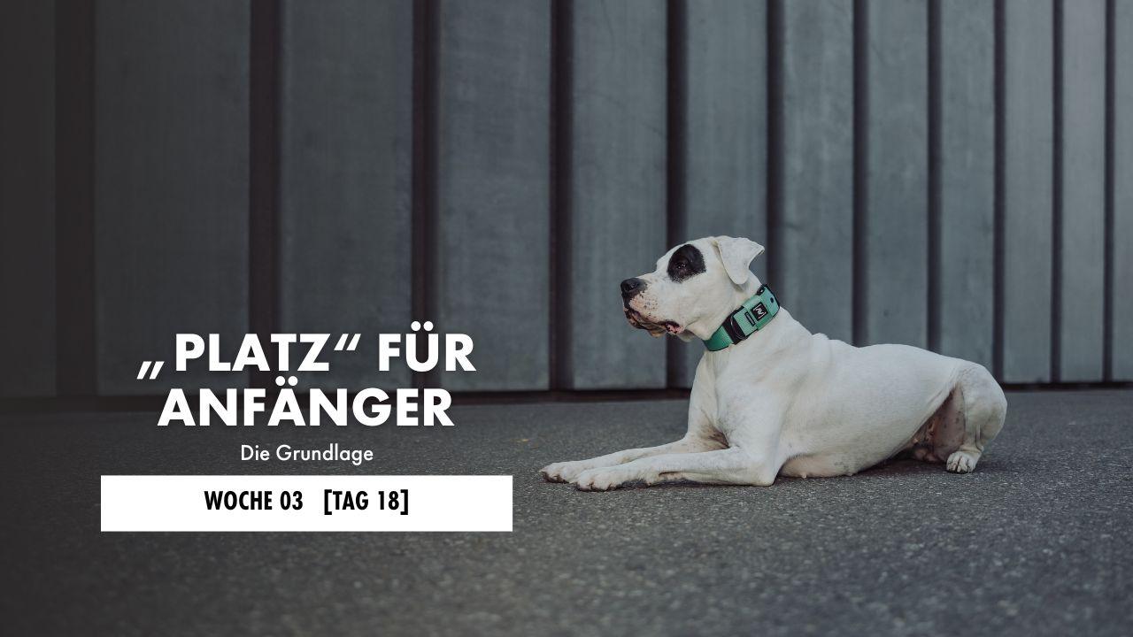 Hund liegt auf der Decke