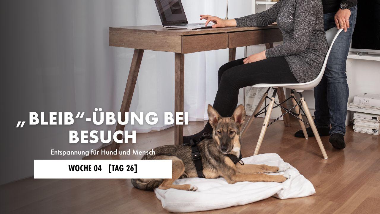 Hund liegt auf der Decke