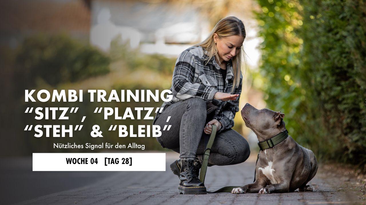 Hund liegt auf der Decke