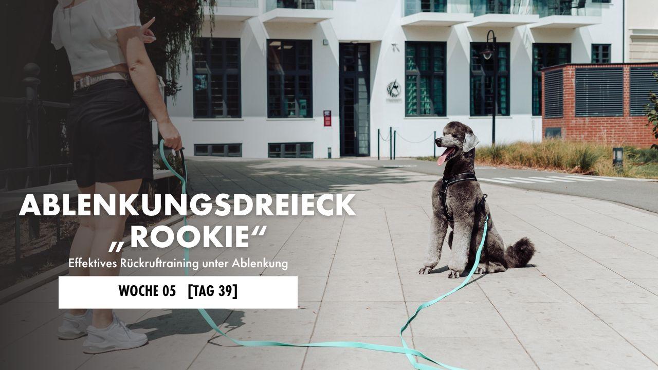 Königspudel mit Schleppleine sitzt in Distanz zu seinem Halter