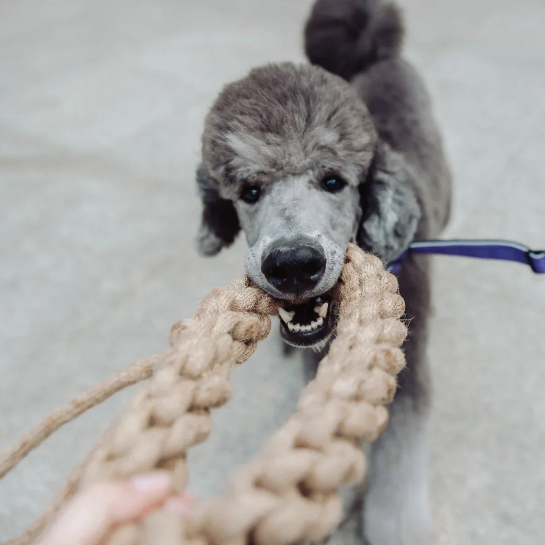 Geflochtener Zerr-Ring für Hunde: 100% Naturhanf, handgeknotet - Eco Tug - Vitomalia -
