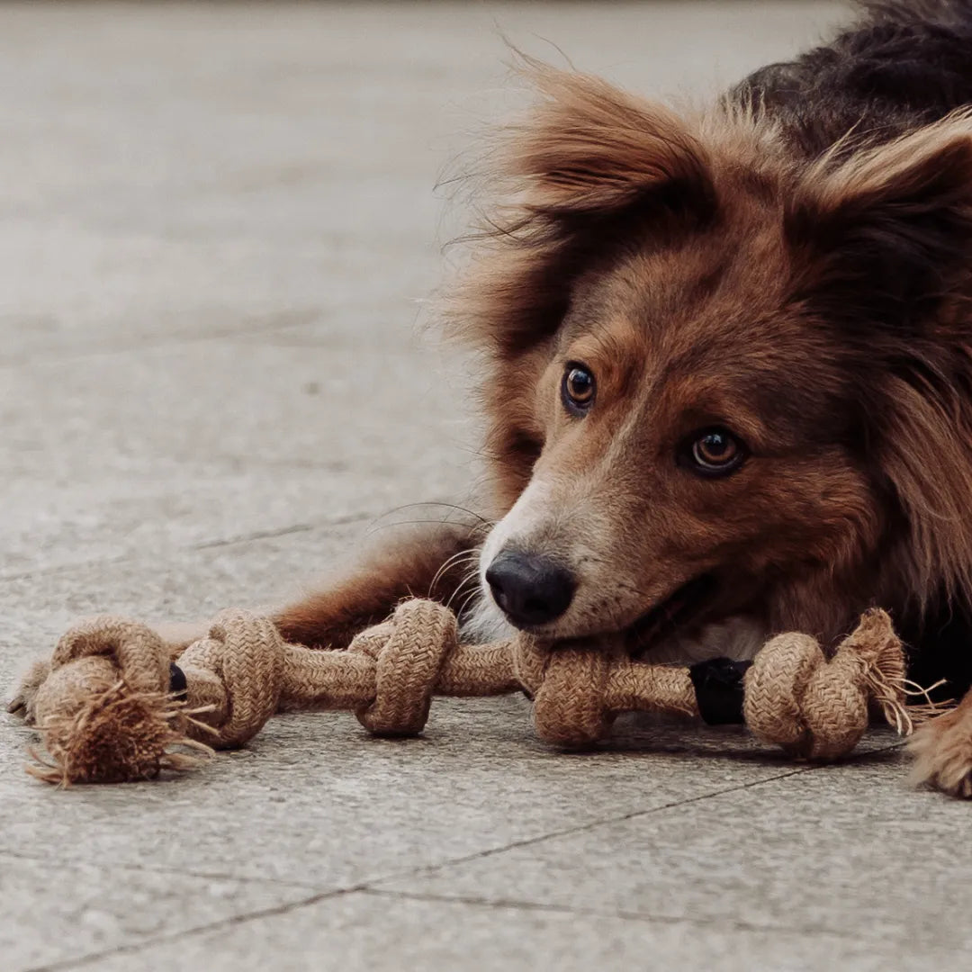 Geflochtenes Mehrknoten-Zerr-Seil für Hunde: 100% Naturhanf, handgeknotet - Eco Tug - Vitomalia -