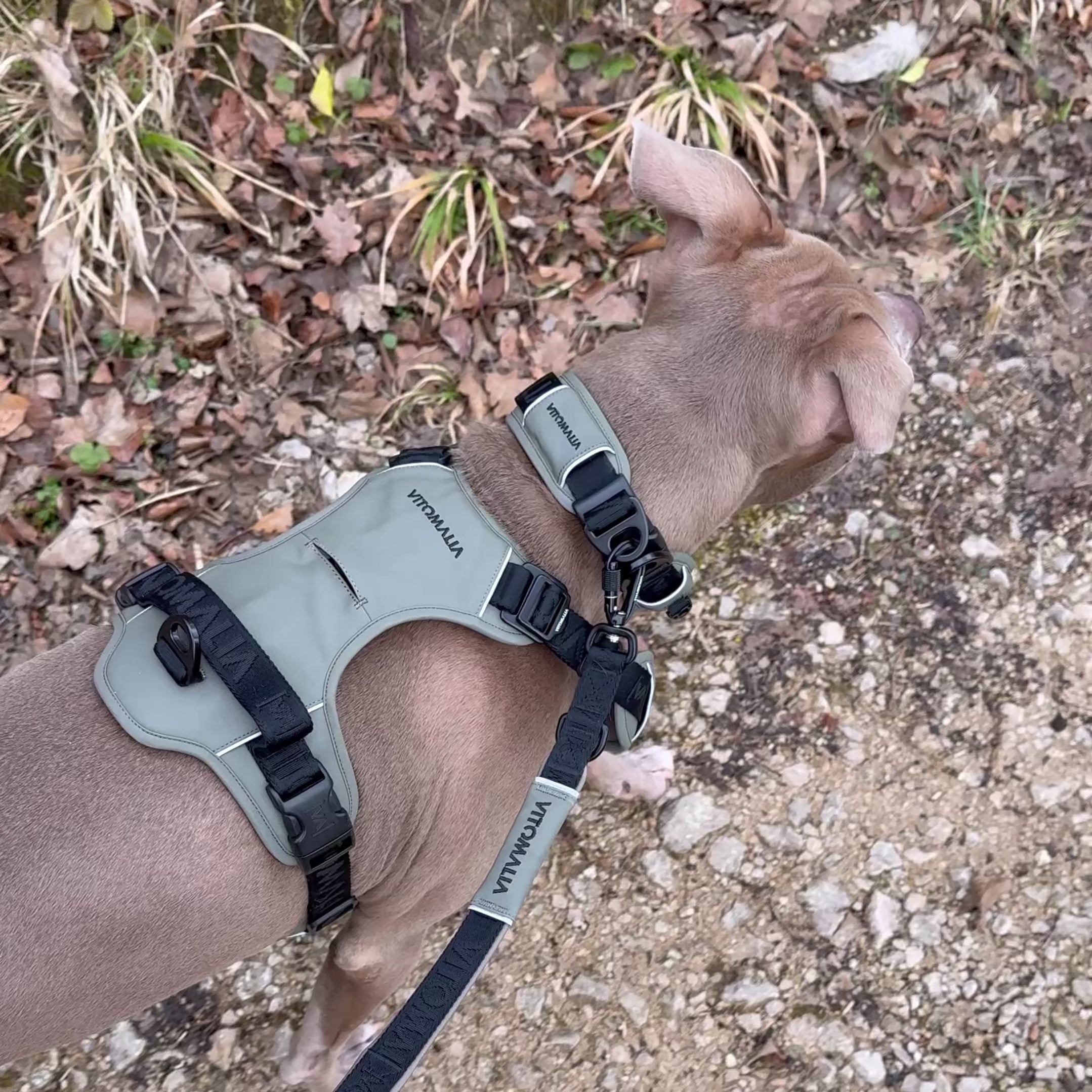 Bundle Outdoor Edition Khaki Set - Collar para perro, Arnés para perro, Correa para perro