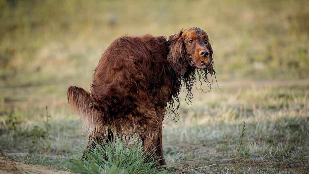 Die ungewollten Auswirkungen der Hundehaltung: Wie Hundekot unserer Umwelt schadet