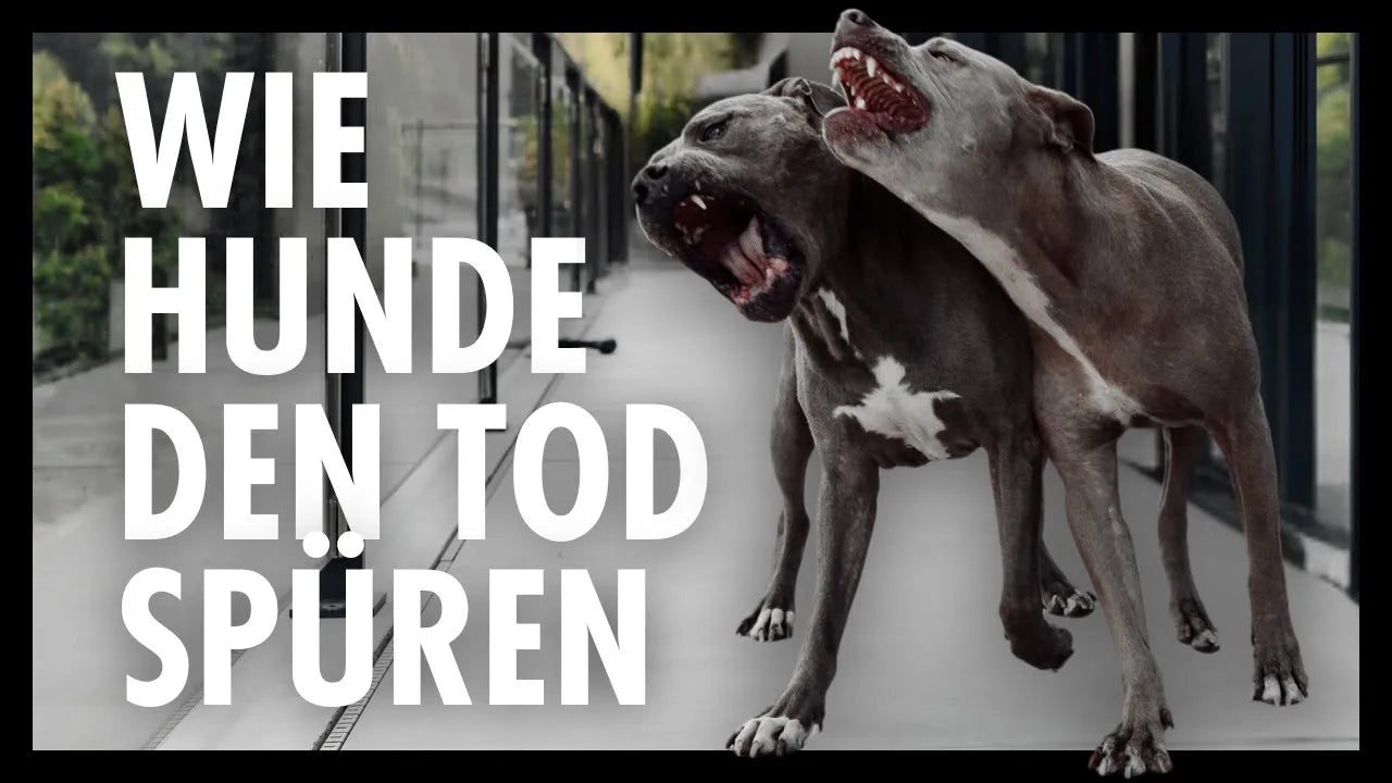 Seelenhund Amstaff Vito