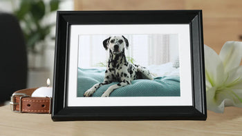 Foto von Hund mit seinem Halsband neben dran