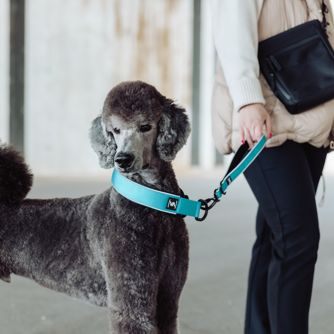 Reflektierendes türkises Zugstopp-Hundehalsband - Mit Anti-Würg-Funktion - Vitomalia - Hundehalsband Easy Go Edition